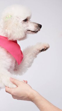 Fino köpeği soran insan için