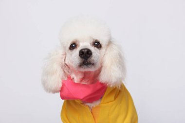 Beyaz arka plan üzerinde izole giyinmiş beyaz kaniş