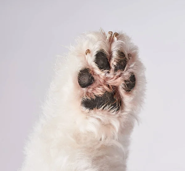 Parte inferior de pata de perro blanco — Foto de Stock