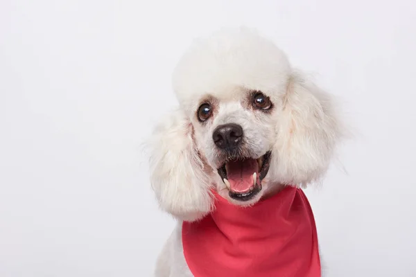 Headshot of white cute groomed poodle — Stock Photo, Image