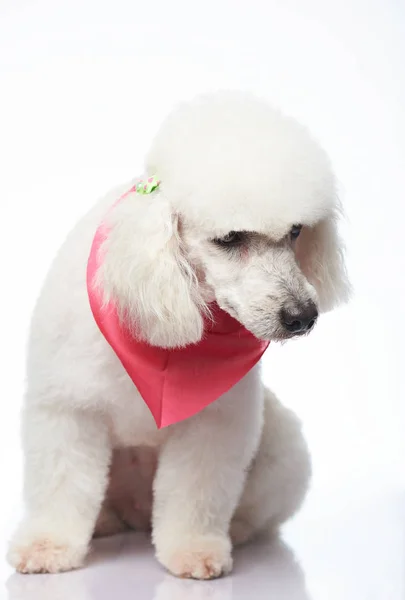 Triste poodle branco sentado — Fotografia de Stock