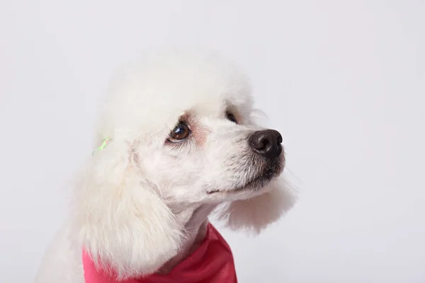 Portret biały pies smutny — Zdjęcie stockowe