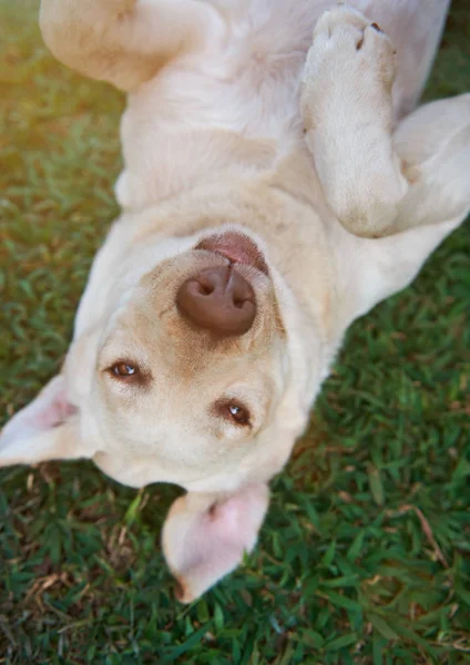 Grappige labrador hond op gras — Stockfoto