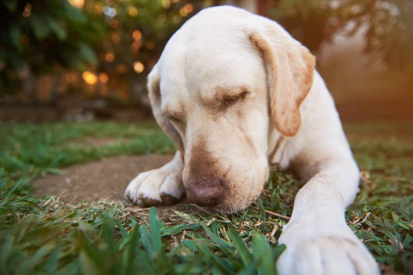 Hond slapen op groen gras — Stockfoto