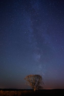 Bir ağaç gece yıldızlar arka plan üzerinde durmak