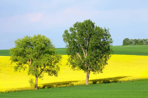 풀밭에 녹색 나무 — 스톡 사진