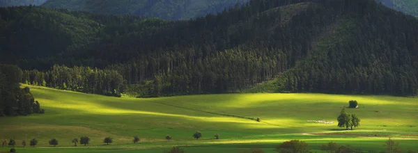 Smaragd gräset i dalen — Stockfoto