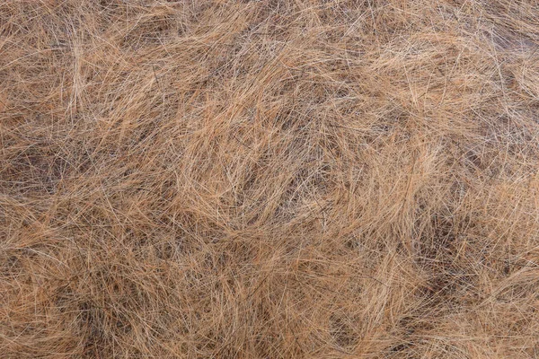 Cães cabelo após a muda — Fotografia de Stock