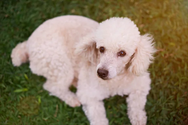 Caniche blanco tendido en el parque — Foto de Stock