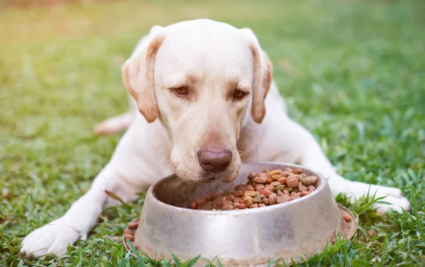 Closeup de labrador marrom com tigela de metal — Fotografia de Stock