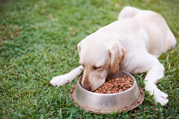 Labrador que põe na grama e come — Fotografia de Stock