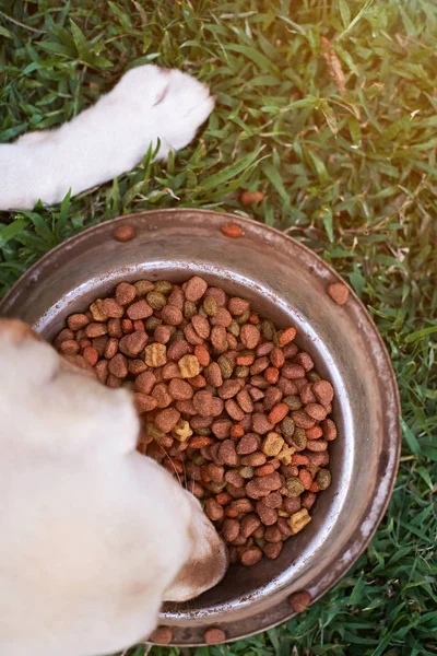 Собака ест пищу вид сверху — стоковое фото