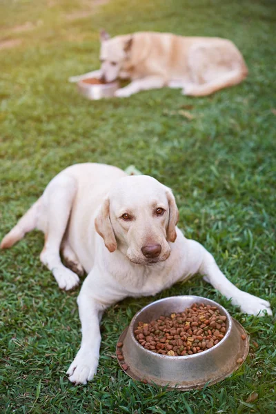 Собаки едят на зеленой траве — стоковое фото