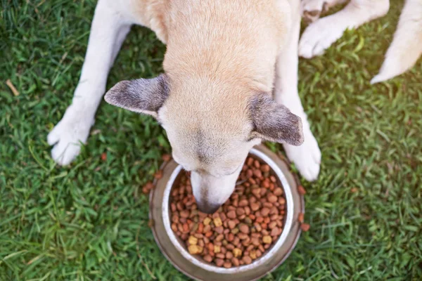 Еда пастушьего пса — стоковое фото