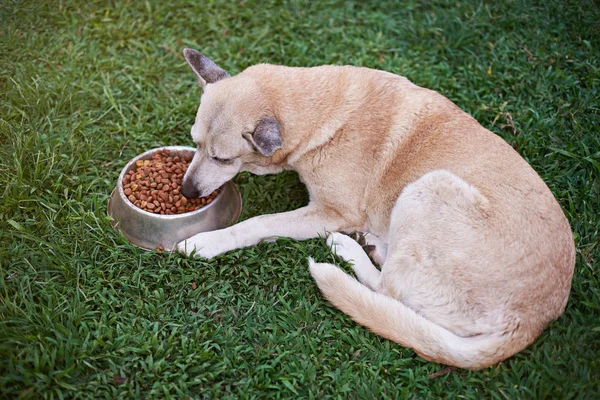 Одна коричневая собака ест во дворе — стоковое фото