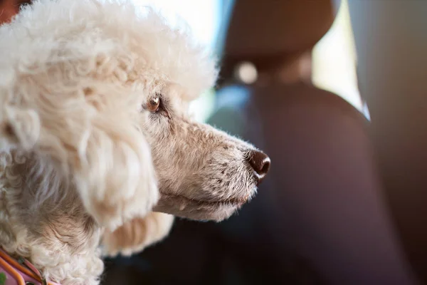 Caniche chien en voiture — Photo