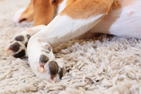 Patas de cão preguiçoso close-up — Fotografia de Stock