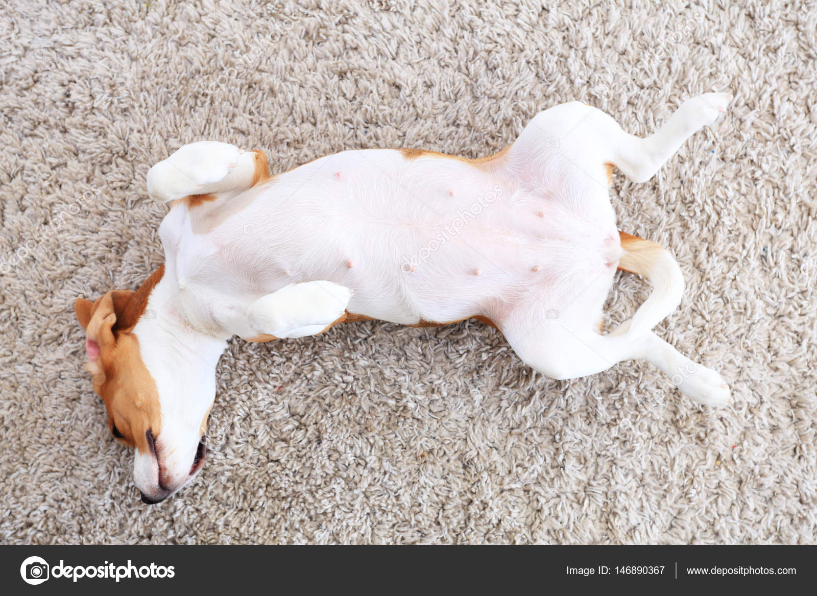 Dog lay on back from above — Stock Photo © dimarik 146890367