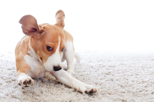 Grappige hond op tapijt — Stockfoto