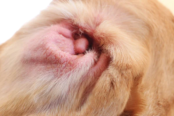 Červený pes ucho detail — Stock fotografie