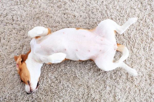 Perro recostado desde arriba — Foto de Stock