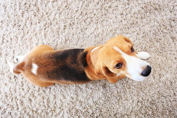 Beagle hond op zacht tapijt van bovenaf — Stockfoto