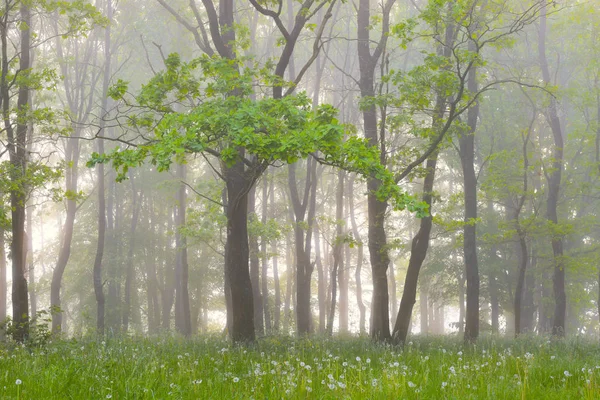 Dimma i gröna skogen — Stockfoto