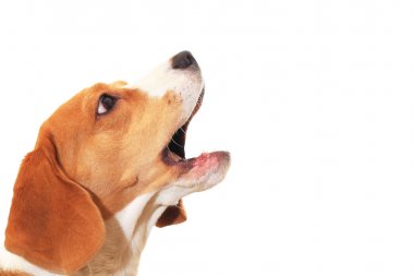 Dog Head'a açık ağız yakın çekim ile