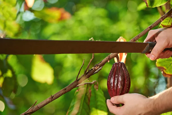 Резка мачете красный стручок какао — стоковое фото