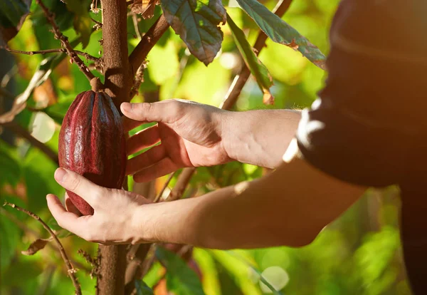 Checking quality of organic crop — Stock Photo, Image