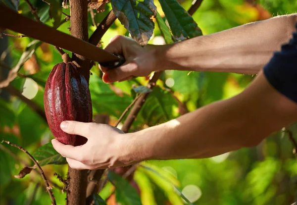 Cutting cocoa fruit — Stock Photo, Image