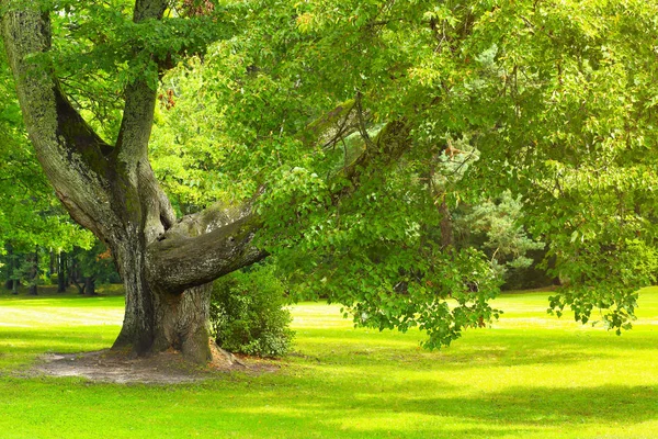 Árbol con hojas verdes saturadas — Foto de Stock