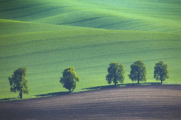 Ren naturar bakgrund i gröna färger — Stockfoto