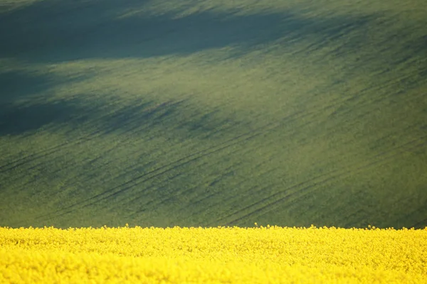 緑の背景に菜種の黄色のフィールド — ストック写真