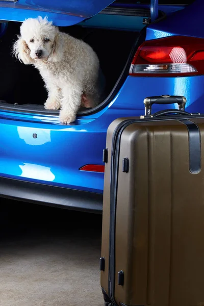 Packing luggage in car trunk — Stock Photo, Image