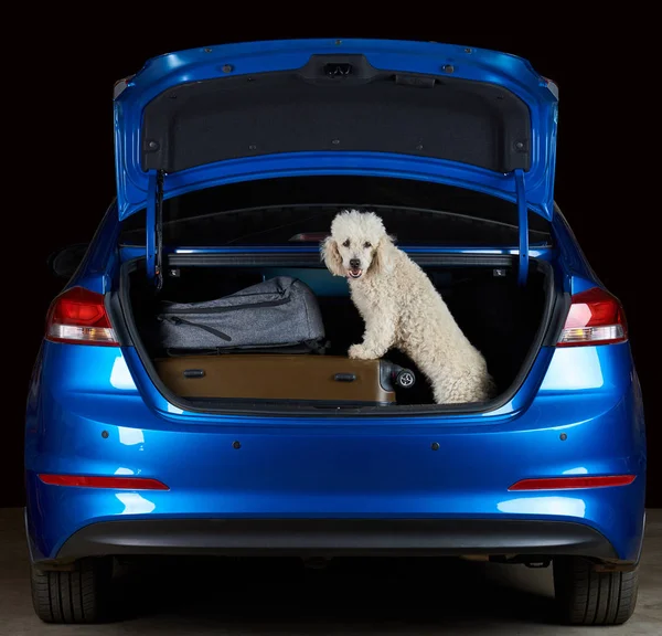 Caniche blanco feliz en el maletero del coche — Foto de Stock