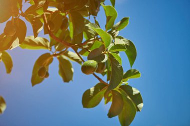 Doğal Avokado ağacı dalı