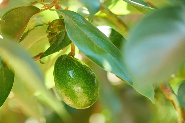 Una fruta de aguacate cuelga del árbol — Foto de Stock