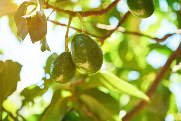 Frutas de aguacate verde — Foto de Stock