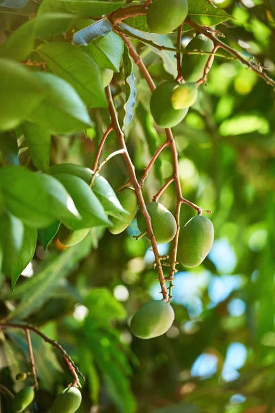 Κάθετη μάνγκο κλαδί δέντρου — Φωτογραφία Αρχείου