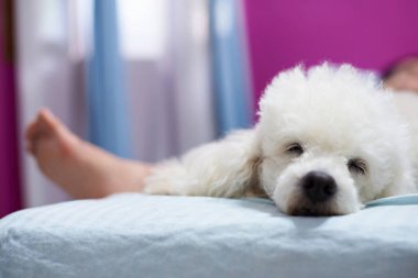 Uyuyan beyaz kaniş köpek sakin ol