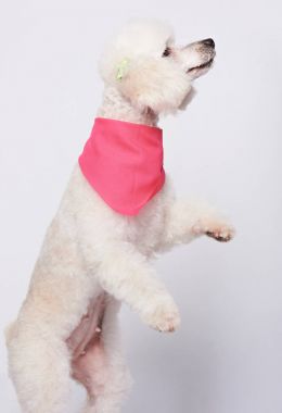 Beyaz dans kaniş köpek
