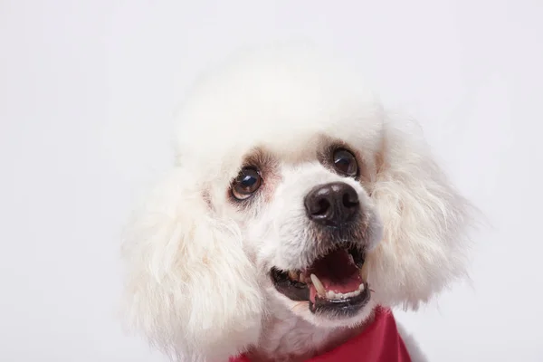 White poodle after grooming — Stock Photo, Image