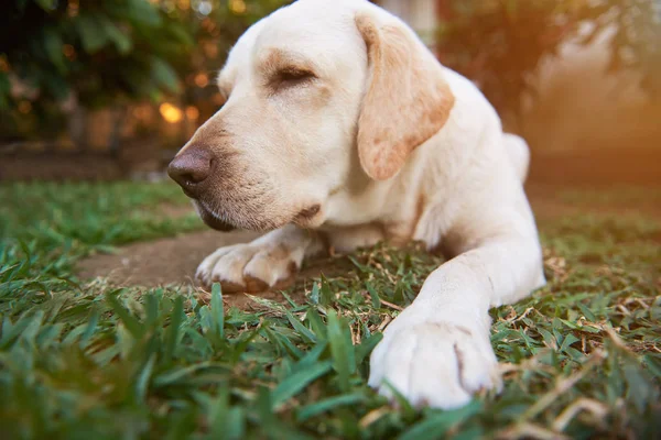 Tett opptil sovende labradorhund – stockfoto