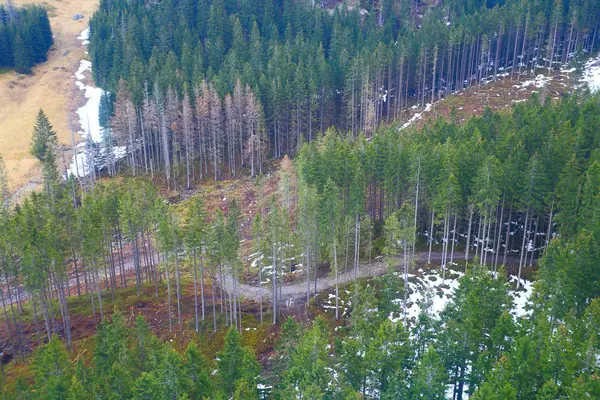 Aero vista ad alti alberi sulle colline di montagna — Foto Stock