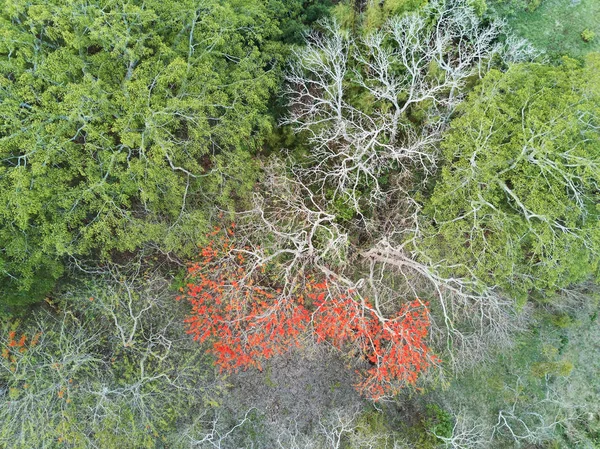 Röda blad träd i gröna skogen — Stockfoto