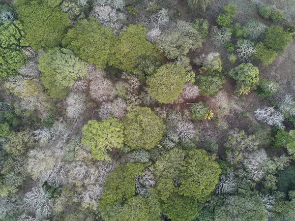 Natura foresta sfondo vista aerea — Foto Stock