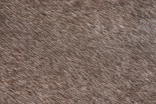 家畜の茶色の毛皮 — ストック写真