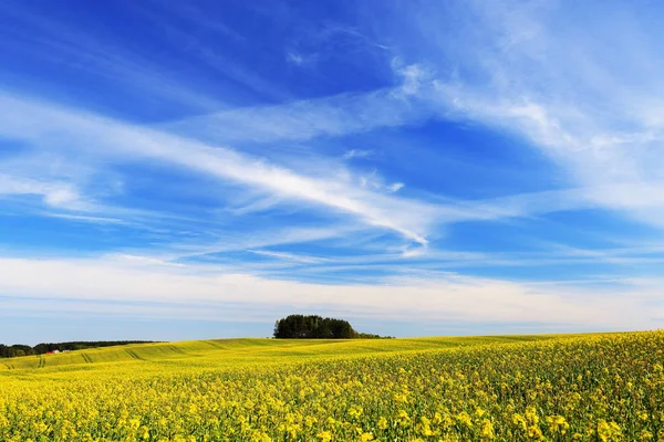 Blauer Himmel über gelbem Feld — Stockfoto