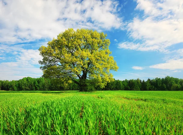 Çayır üzerinde yeşil ağaç — Stok fotoğraf